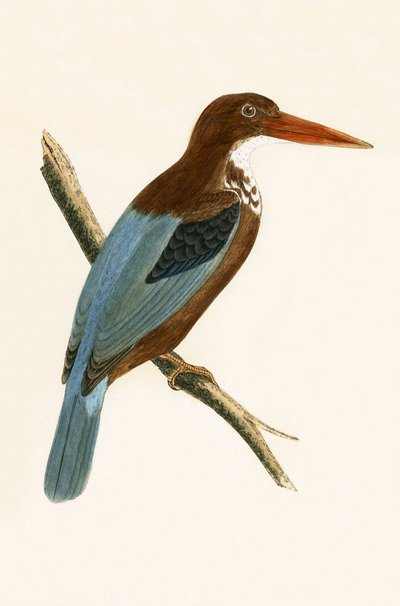 Smyrna Kingfisher, kuva Charles Robert Breen (1811-86) teoksesta "A History of the Birds of Europe Not Observed in the British Isles", julkaistu 1867. tekijältä English School