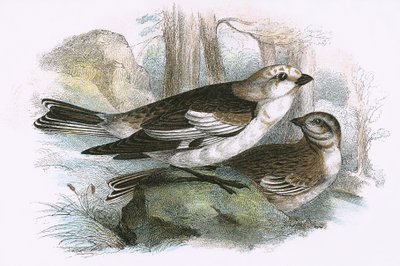 Snow Bunting tekijältä English School