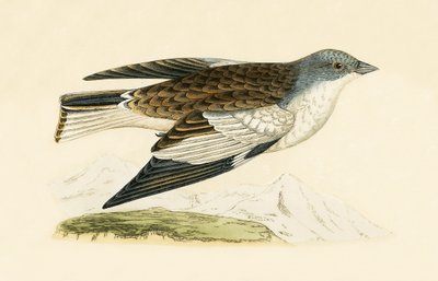 Snow Finch, kuvitus Charles Robert Breen (1811-86) julkaisusta "A History of the Birds of the Birds of the British Islands", julkaistu 1867 tekijältä English School