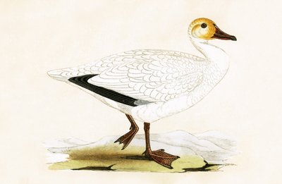 Snow Goose, kuvitus Charles Robert Breen (1811-86) julkaisusta "A History of the Birds of the Birds of the British Islands", julkaistu 1867 tekijältä English School