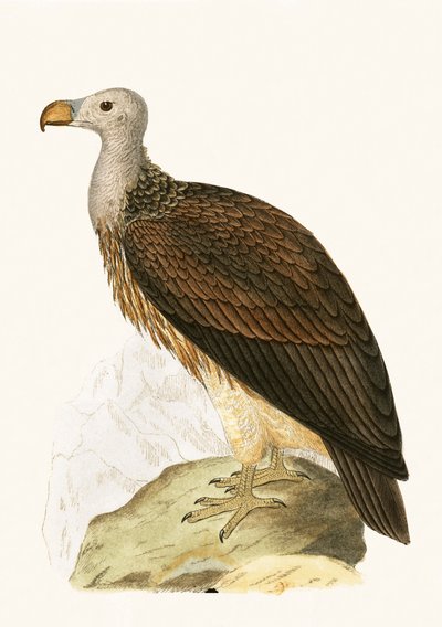 Sociable Vulture, kuvitus Charles Robert Breen (1811-86) teoksesta "A History of the Birds of the Birds of the British Islands", julkaistu 1867 tekijältä English School