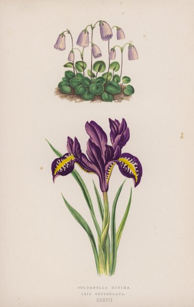 Soldanella Minima; Iris Reticulata (väri litho) tekijältä English School