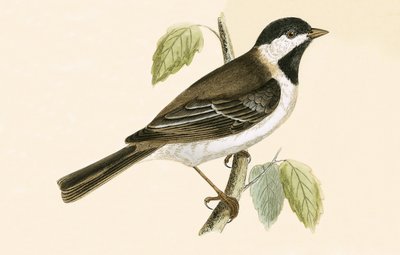 Sombre Tit, kuvitus Charles Robert Breen (1811-86) teoksesta "A History of the Birds of the Birds of the British Islands", julkaistu 1867 tekijältä English School