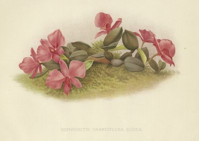 Sophronitis grandiflora rosea tekijältä English School