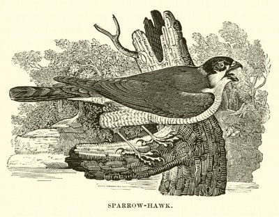 Sparrow-Hawk (kaiverrus) tekijältä English School