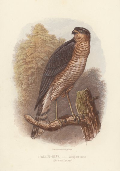 Varpushaukka, Accipiter Nisus (värilitro) tekijältä English School