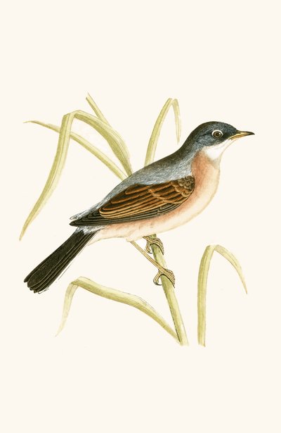 Spectacled Warbler, kuvitus Charles Robert Breen (1811-86) teoksesta "A History of the Birds of the Birds of the British Islands" (1811-86), julkaistu 1867 tekijältä English School