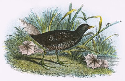 Täplikäs Crake tekijältä English School