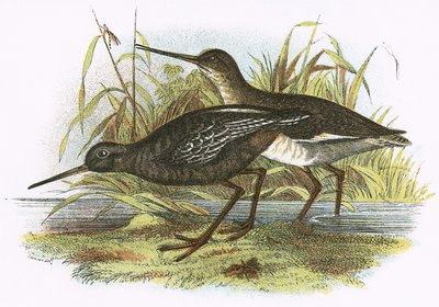 Täplikäs Redshank tekijältä English School