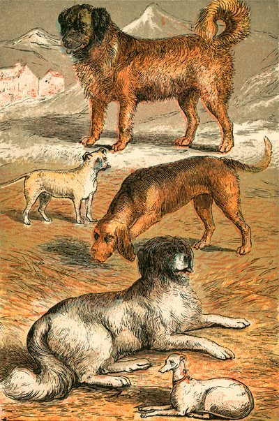 St Bernard, Bulldog, Bloodhound, Newfoundlandin ja Italian vinttikoira tekijältä English School