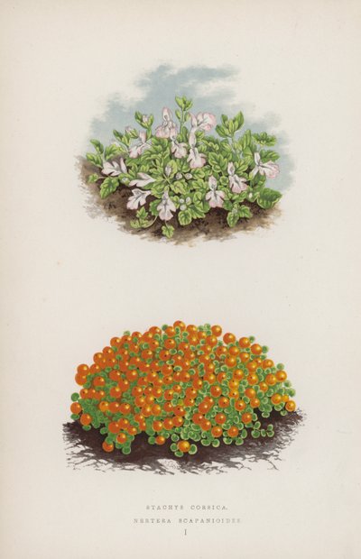Stacyhysa corsica; Nerthurae scapaniloides (väri litho) tekijältä English School