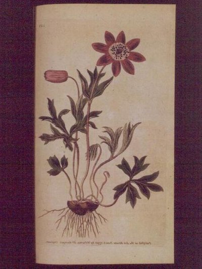Star Anemone (Anemone hortensis), levy 123 William Curtisin "The Botanical Magazinesta" (tai "Flower Garden Displayed"), pub. 1789-90 (kaiverrus) tekijältä English School