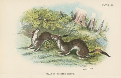 Stoat kesämekossa tekijältä English School