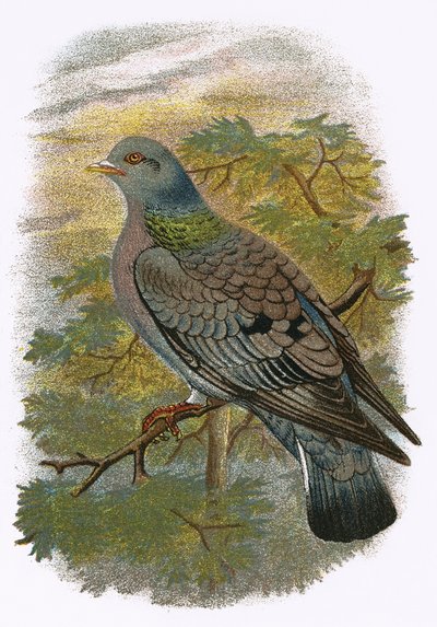 Stock Dove tekijältä English School