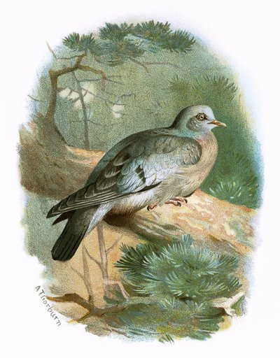 Stock Dove tekijältä English School