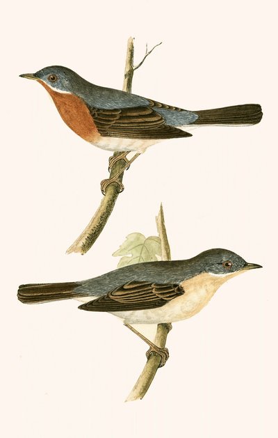 Sub Alpine Warbler, kuvitus Charles Robert Breen (1811-86) julkaisusta "A History of the Birds of the Birds of the British Islands", julkaistu 1867 tekijältä English School