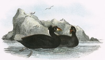 Surf Scoter tekijältä English School
