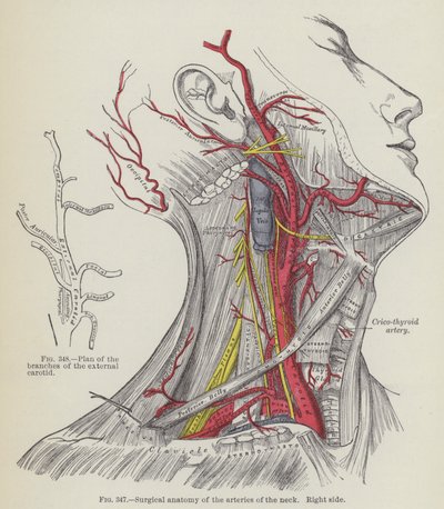 Kaulan valtimoiden kirurginen anatomia, oikea puoli (kaiverrus) tekijältä English School