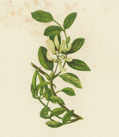 Makea maitohorsma, Astragalus Glyciphyllus (väri litografia) tekijältä English School