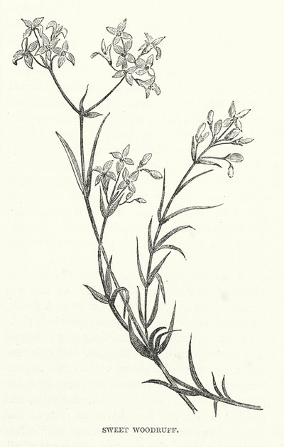 Sweet Woodruff (kaiverrus) tekijältä English School
