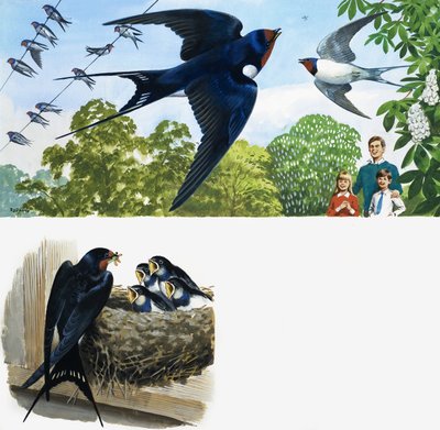Swifts tekijältä English School