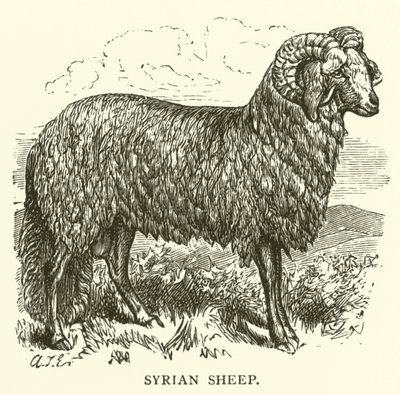 Syyrian lammas (kaiverrus) tekijältä English School
