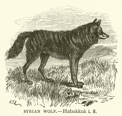 Syyrian susi, Habakuk, i, 8 (kaiverrus) tekijältä English School