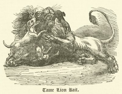 Tame Lion Bait (kaiverrus) tekijältä English School