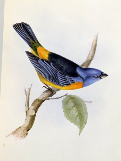 Tanagra Darwini, levy 34 teoksesta The Zoology of the Voyage of H.M.S. Beagle 1832-36, Charles Darwin (1809-92), 1840 tekijältä English School
