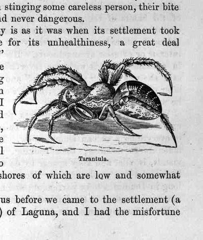 Tarantula, Santo Domingon menneisyydestä ja nykyisyydestä, Samuel Hazard, pub. 1873 tekijältä English School