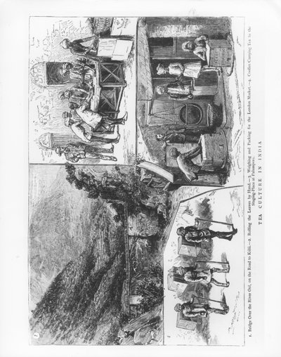 Teekulttuuri Intiassa, 1883 tekijältä English School