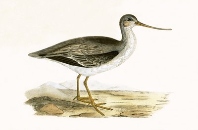 Terek Godwit, kuvitus Charles Robert Breen (1811-86) teoksesta "A History of the Birds of the Birds of the British Islands", julkaistu 1867 tekijältä English School
