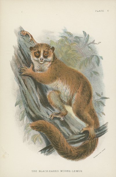 Mustakorvahiiri-lemur tekijältä English School