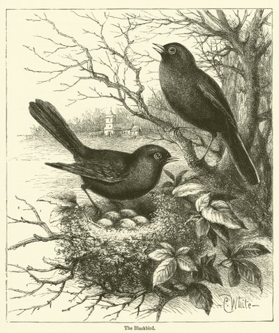 Blackbird (kaiverrus) tekijältä English School