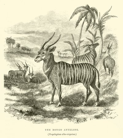 Bongo-antilooppi, Trogelaphus albo-virgatus (kaiverrus) tekijältä English School