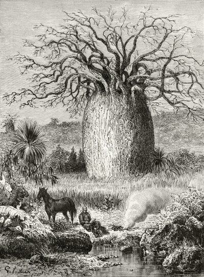The Bottle Tree, Howard Willoughbyn "Australian Pictures" -julkaisusta, julkaisija Religious Tract Society, Lontoo, 1886 tekijältä English School