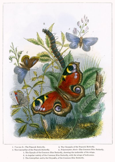 Perhosen kasvihuone (värillinen kaiverrus) tekijältä English School