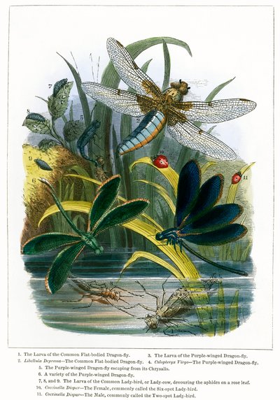 Perhosen kasvihuone (värillinen kaiverrus) tekijältä English School