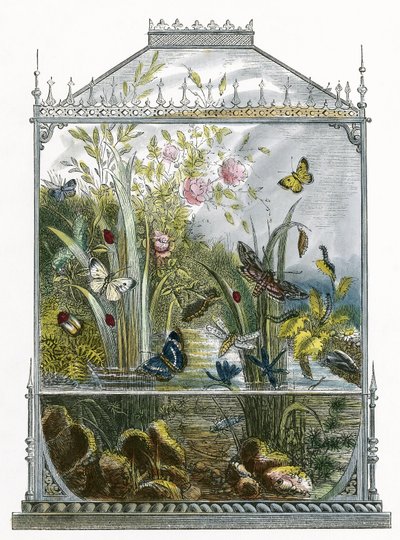 Perhonen Vivarium tekijältä English School