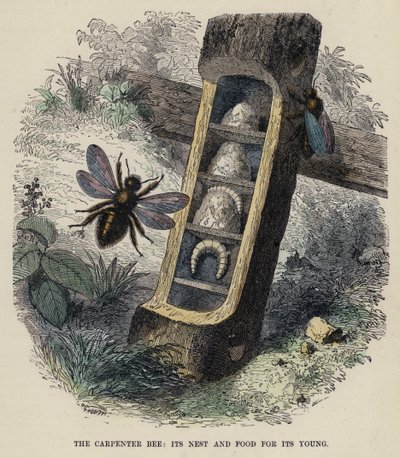 Carpenter Bee, sen pesä ja ruokaa nuorille (värillinen kaiverrus) tekijältä English School