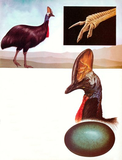 Cassowary tekijältä English School