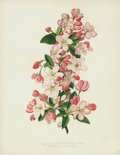 The Copious Flowered Crab, Pyrus (Malus) Floribunda tekijältä English School
