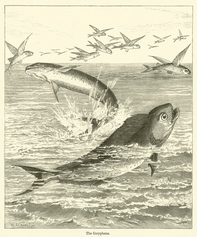 Coryphene (kaiverrus) tekijältä English School