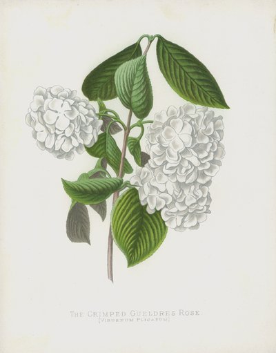 The Crimped Gueldres Rose, Viburnum Plicatum; var Dilatata tekijältä English School