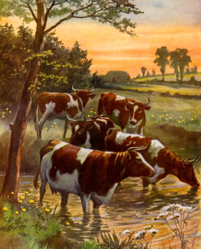 Maitokarjan karja (väri litho) tekijältä English School