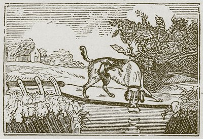 Der Hund und der Schatten von English School