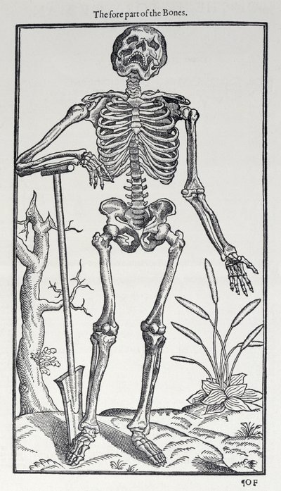 The Fore Part of the Bones, levy The Historie of Man -julkaisusta, julkaisija John Banister (1540-1610), 1578 tekijältä English School