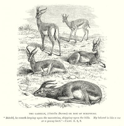 Die Gazelle (Gazella Dorcas) oder Reh der Schrift von English School