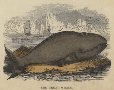 The Great Whale (värillinen kaiverrus) tekijältä English School