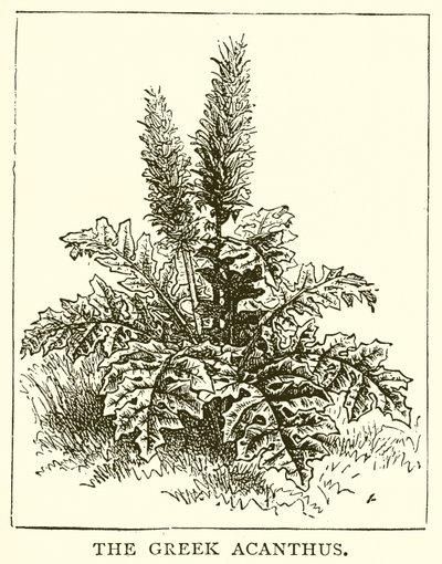 Kreikkalainen Acanthus tekijältä English School